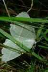 Campaea margaritaria