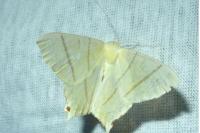 Ourapteryx sambucaria