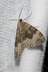 Colostygia aptata