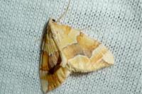 Cidaria fulvata