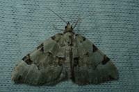 Colostygia pectinataria
