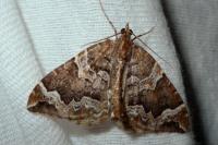 Eulithis prunata