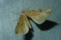 Gandaritis pyraliata
