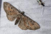 Eupithecia icterata