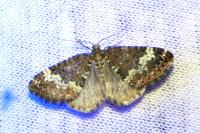 Perizoma alchemillata