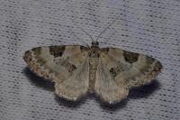 Perizoma blandiata