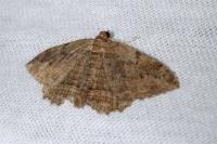 Philereme transversata