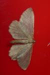 Philereme vetulata