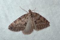 Thera cognata