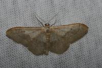 Idaea aversata
