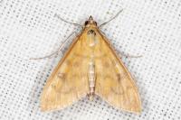 Mecyna auralis