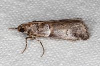 Acrobasis legatea