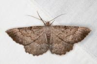 Gnophos furvata