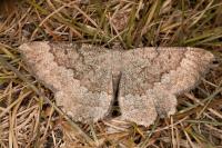 Gnophos furvata