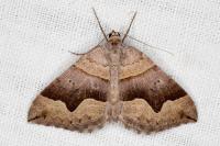 Scotopteryx angularia
