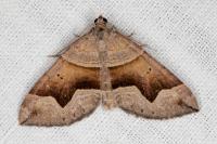 Scotopteryx angularia