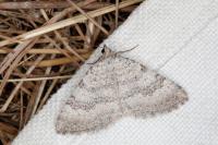 Scotopteryx