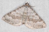 Scotopteryx