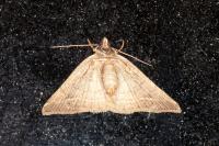 Idaea belemiata helianthemata