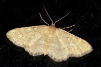 Idaea belemiata helianthemata