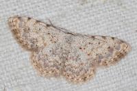 Scopula submutata roseonitens