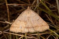 Zanclognatha lunalis