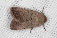 Caradrina aspersa