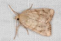 Cosmia trapezina