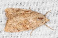 Cosmia trapezina