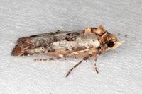 Epilecta linogrisea