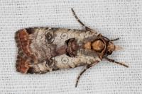 Epilecta linogrisea