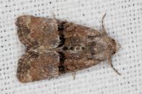 Mesoligia furuncula