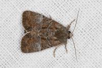 Mesoligia furuncula