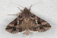 Trichoplusia ni
