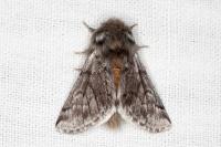 Thaumetopoea pityocampa