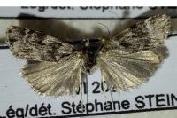 Scoparia pyralella
