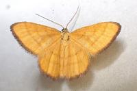 Idaea flaveolaria