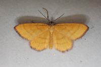 Idaea flaveolaria