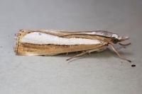 Catoptria pyramidellus