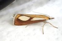 Catoptria conchella conchella