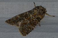 Polymixis flavicincta flavicincta