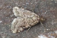 Hellula undalis