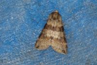 Cymatophorina diluta