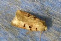 Eugnorisma glareosa