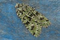 Griposia aprilina