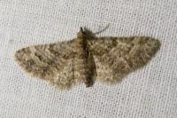 Gymnoscelis rufifasciata