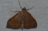 Pennithera firmata firmata