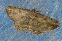 Peribatodes rhomboidaria rhomboidaria
