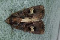 Trigonophora flammea
