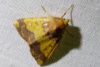 Tiliacea aurago